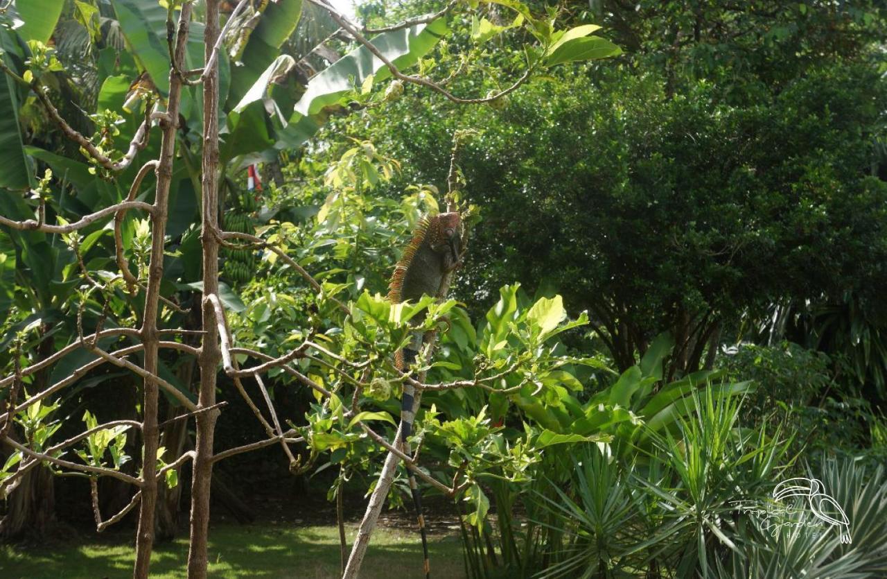 Tropical Garden 3* Jacó