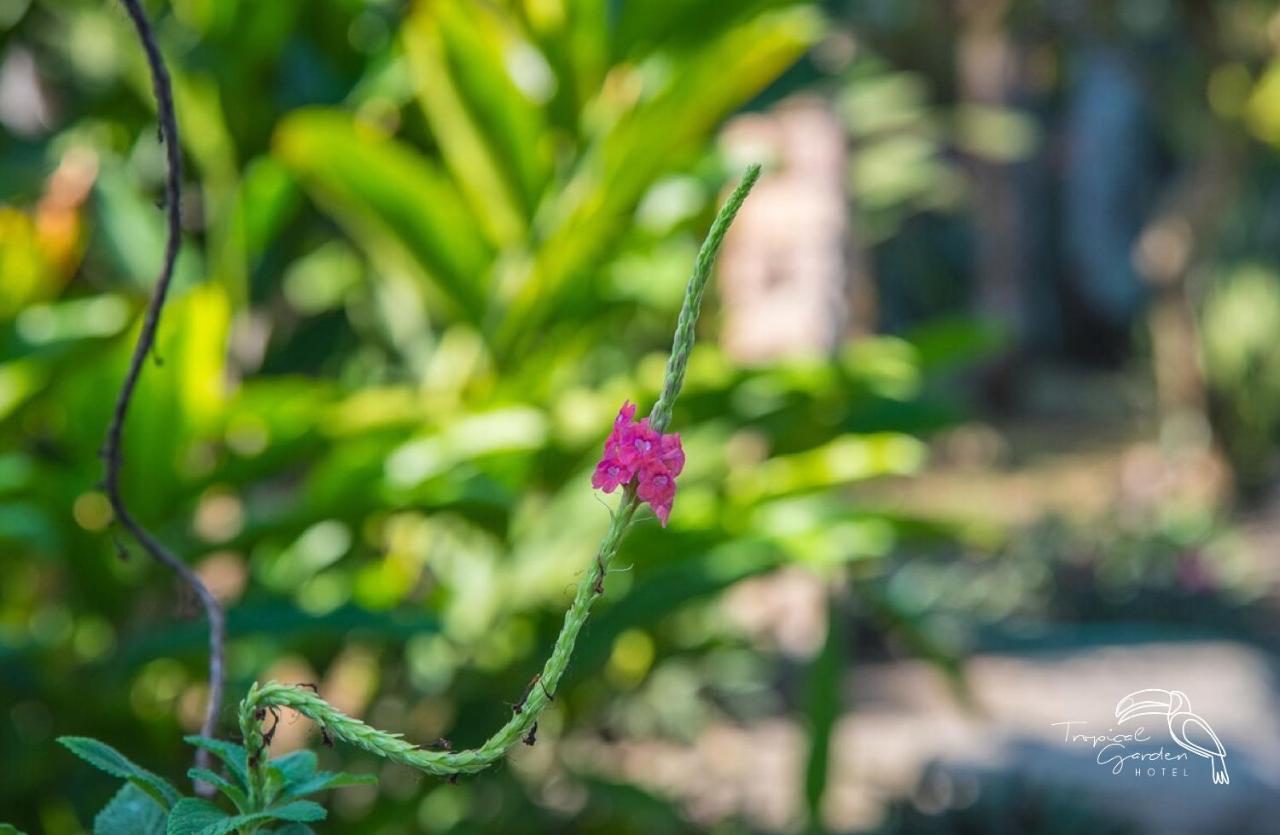 Tropical Garden